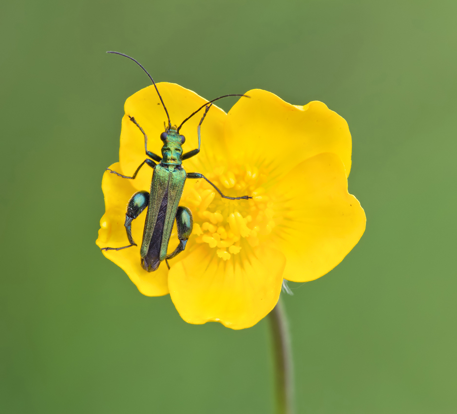 Thick-Legged Flower Beetle 1